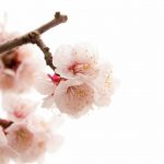 年末年始 宗務所休務について